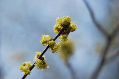 Lindera benzoin - linderovka benzoin - jarní větévka (2)